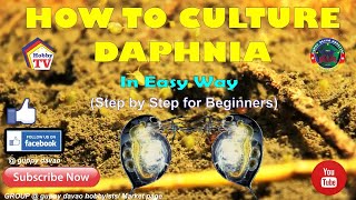 HOW TO CULTURE DAPHNIA In Easy Way [upl. by Issak78]