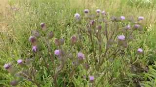 Edible Canada Thistle aka Creeping Thistle [upl. by Ayin]