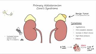 Aldosterone Mechanism of Action [upl. by Aryk]