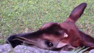 Okapi with its 18inch Tongue [upl. by Venterea]