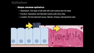 Epithelium [upl. by Clarabelle]