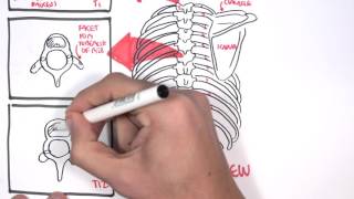 Anatomy Thorax Overview  Ribs Sternal angle Pleura and Pneumothorax [upl. by Kartis211]