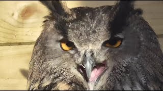 Eagle owl screeching [upl. by Sualokcin]