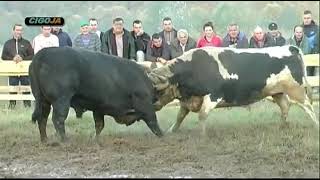 Borba bikova  DINGO VS GERZONJA SANSKI MOST  bh koride  cigoja  bikovi 2021  korida bih 5 [upl. by Alios]