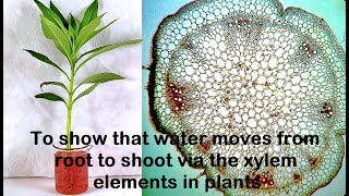 Water moves through Xylem Experiment [upl. by Drewett]