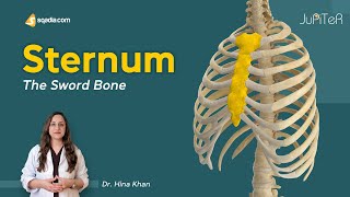 Sternum  Introduction  Thoracic Cavity  Bone Anatomy [upl. by Liris]