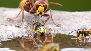 Huge Hornet Attacks Group Of Wasps [upl. by Amos968]