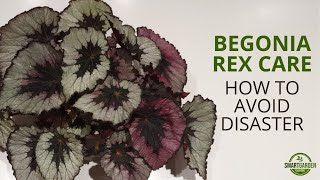 Begonia Rex Care Dont Make These Mistakes [upl. by Nessa755]