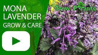 Mona Lavender  grow amp care Plectranthus [upl. by Mcmillan]